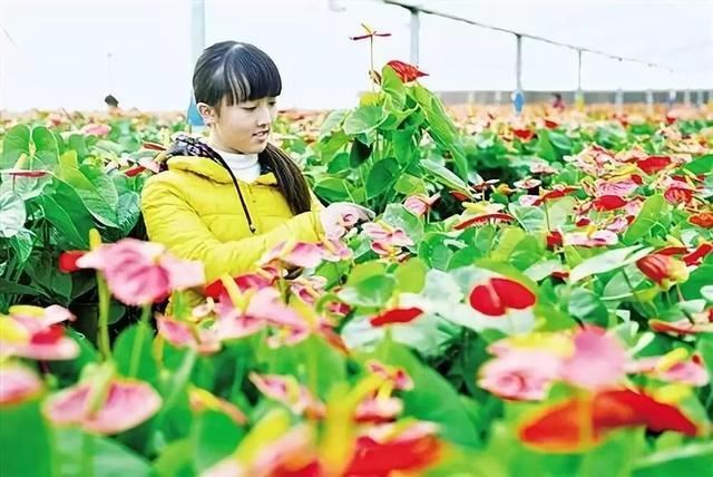 宿迁沭阳：花木产业成为乡村振兴的源头活水