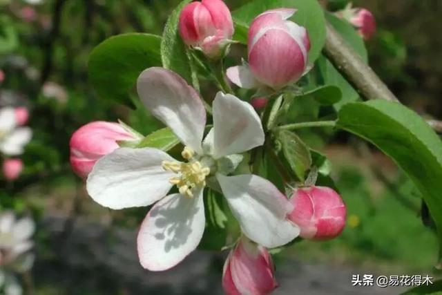 濒危物种｜我国吉林长白山地区特有的珍稀植物：山楂海棠