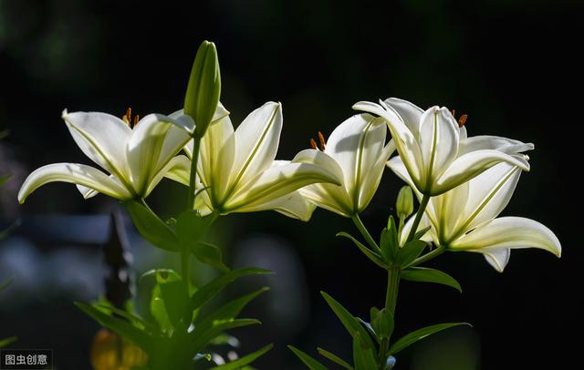 你知道几种耐寒花卉？