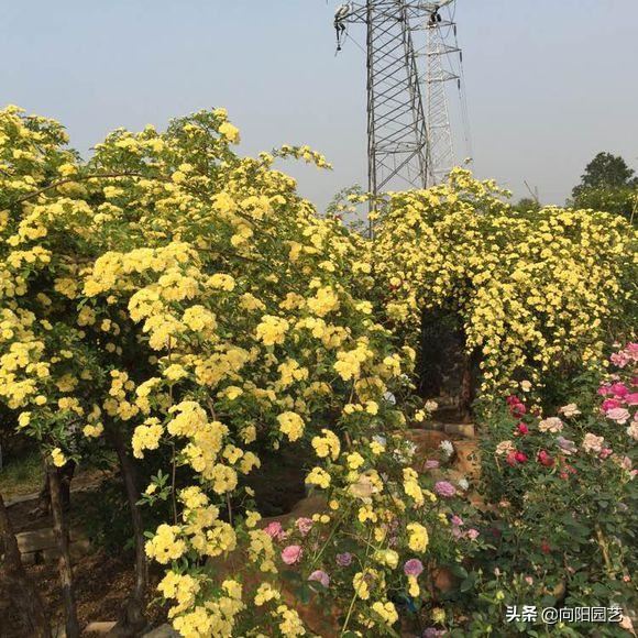 庭院栽棵木香花，能顶10棵桂花，花香飘十里，开花数量巨多