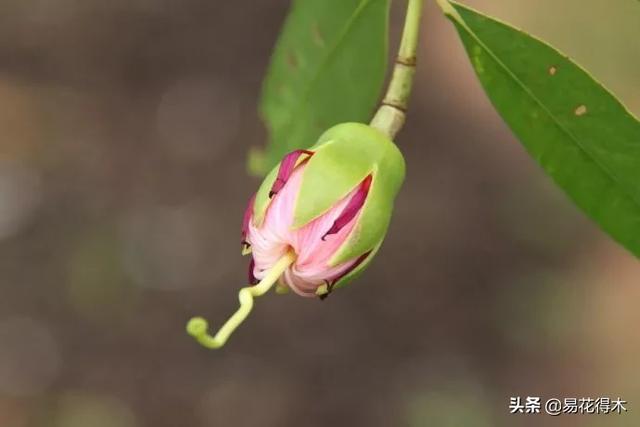 海南岛特有的珍稀花木，红树林的主要树种