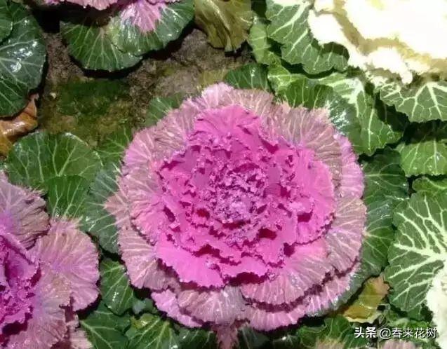 冬天，如果想养花，推荐这些开花植物