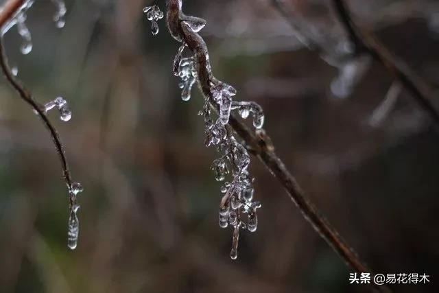 多肉植物被冻伤怎么办？如何避免和补救