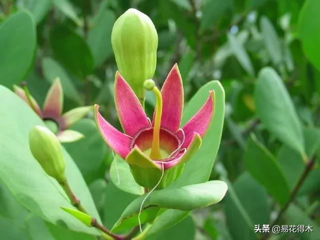 海南岛特有的珍稀花木，红树林的主要树种