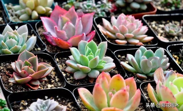 多肉植物被冻伤怎么办？如何避免和补救