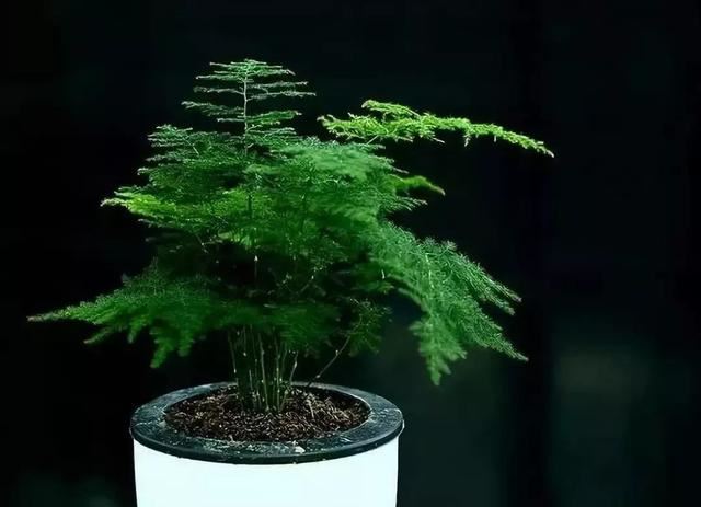 阳光有时会对植物造成伤害