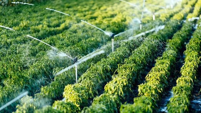 苗木绿化养护中的灌水基础知识