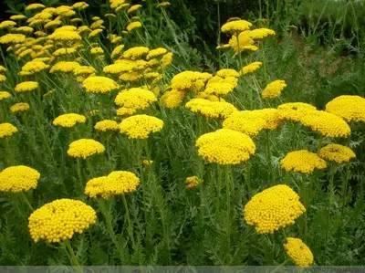 景观人植物记 | 花镜的植物选择，70种常见花镜汇总