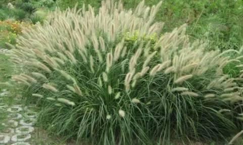 景观人植物记 | 花镜的植物选择，70种常见花镜汇总