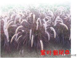 北方园林行业比较火的观赏草 | 高80-120厘米