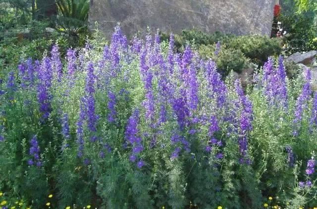 景观人植物记 | 花镜的植物选择，70种常见花镜汇总