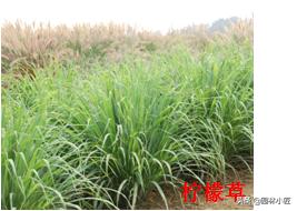 北方园林行业比较火的观赏草 | 高80-120厘米
