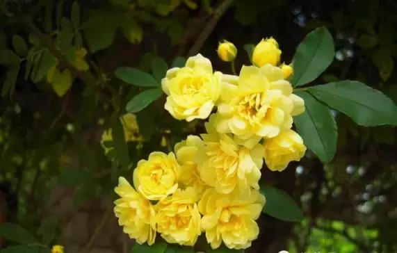 最会爬墙的26种植物，花墙、花窗、花海、花门简直完美