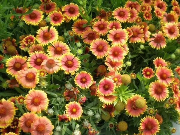 景观人植物记 | 花镜的植物选择，70种常见花镜汇总