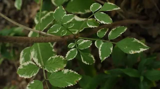 景观人植物记 | 花镜的植物选择，70种常见花镜汇总