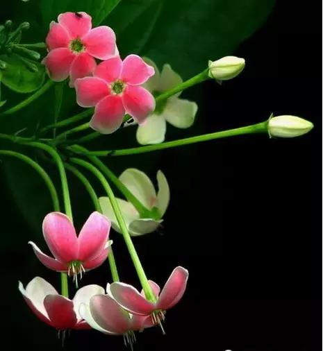 最会爬墙的26种植物，花墙、花窗、花海、花门简直完美