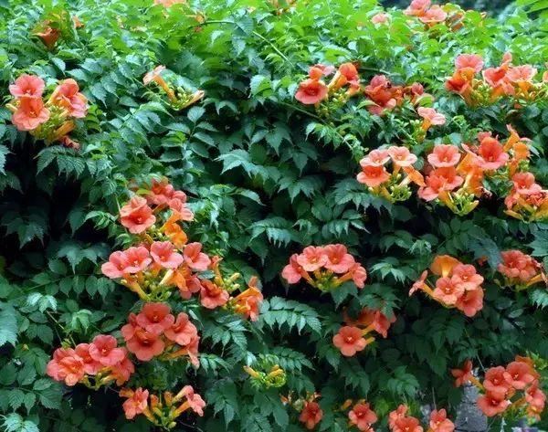 最会爬墙的26种植物，花墙、花窗、花海、花门简直完美