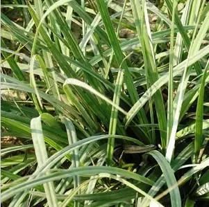 景观人植物记 | 花镜的植物选择，70种常见花镜汇总