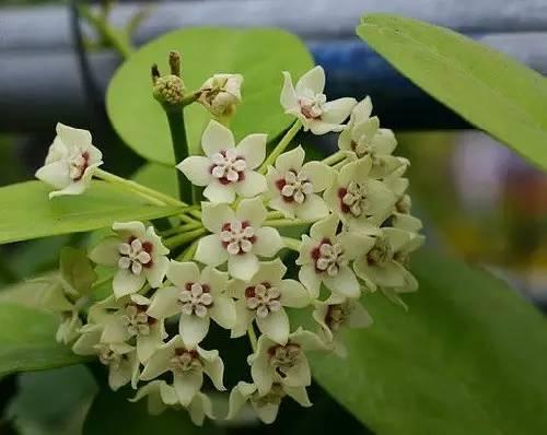 最会爬墙的26种植物，花墙、花窗、花海、花门简直完美