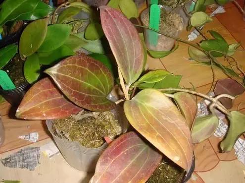 最会爬墙的26种植物，花墙、花窗、花海、花门简直完美