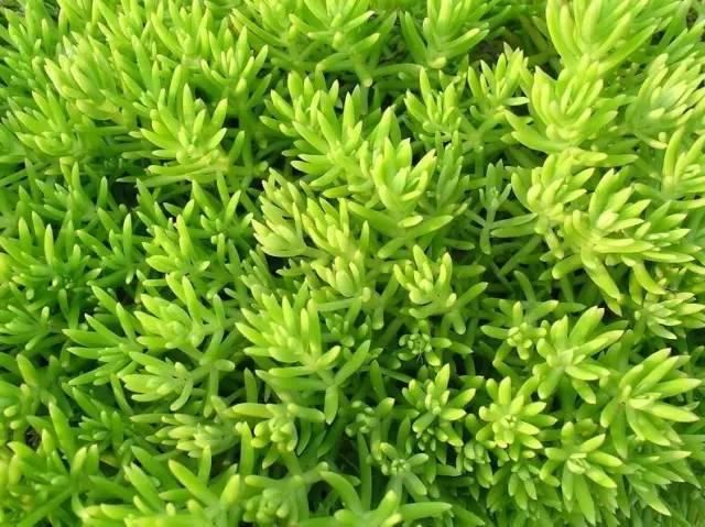景观人植物记 | 花镜的植物选择，70种常见花镜汇总
