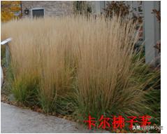 北方园林行业比较火的观赏草 | 高80-120厘米