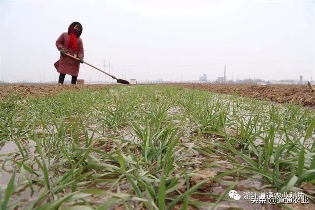 “苗木不冬灌，受冻又受旱”，这些事项你可别再“犯”了