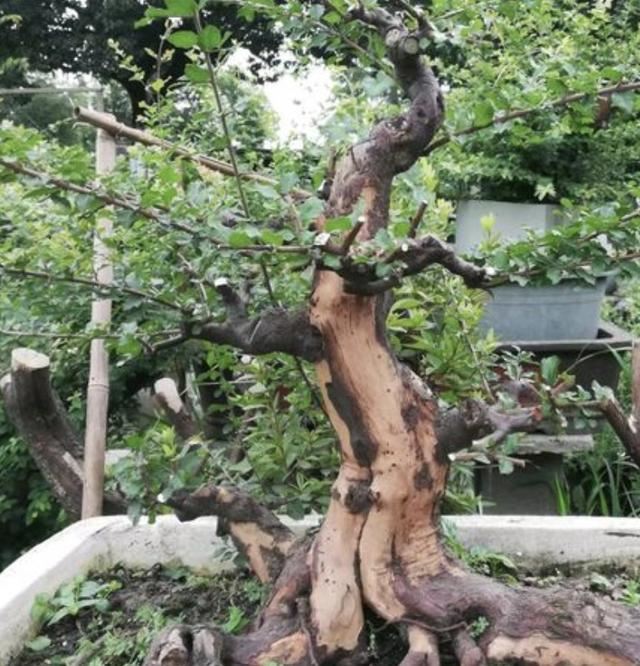 冬天养“果树”，不如种植3种“盆景树”，养1盆价值高，株型美