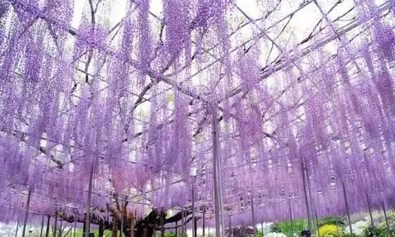 最会爬墙的26种植物，花墙、花窗、花海、花门简直完美