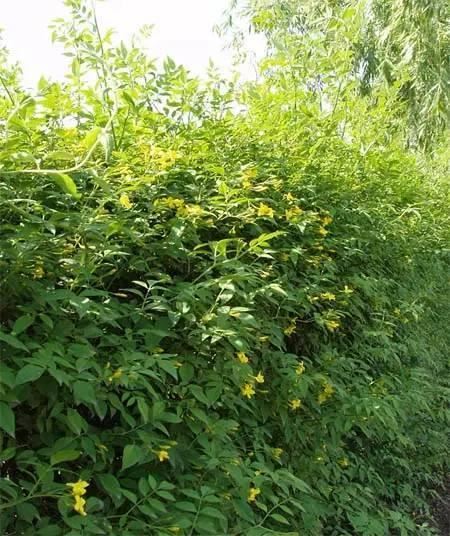 景观人植物记 | 花镜的植物选择，70种常见花镜汇总
