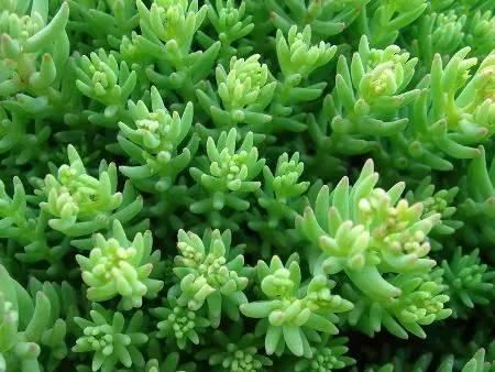 景观人植物记 | 花镜的植物选择，70种常见花镜汇总