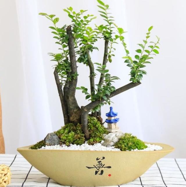 此树被誉为长寿树、帝王木，可做成"天价"盆景，不断升值