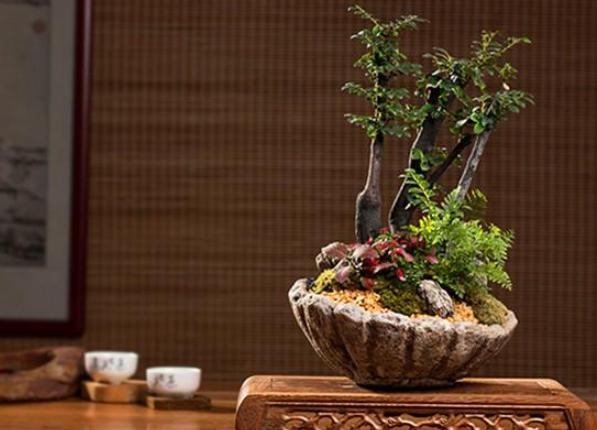 此树被誉为长寿树、帝王木，可做成"天价"盆景，不断升值