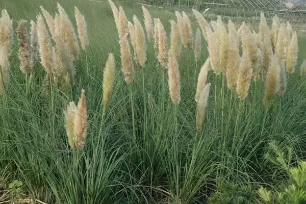 景观人植物记 | 花镜的植物选择，70种常见花镜汇总