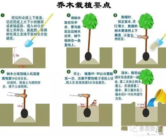 一位前辈的园林植物绿化常见问题解答 · 超实用