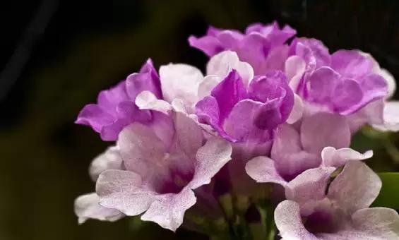 最会爬墙的26种植物，花墙、花窗、花海、花门简直完美