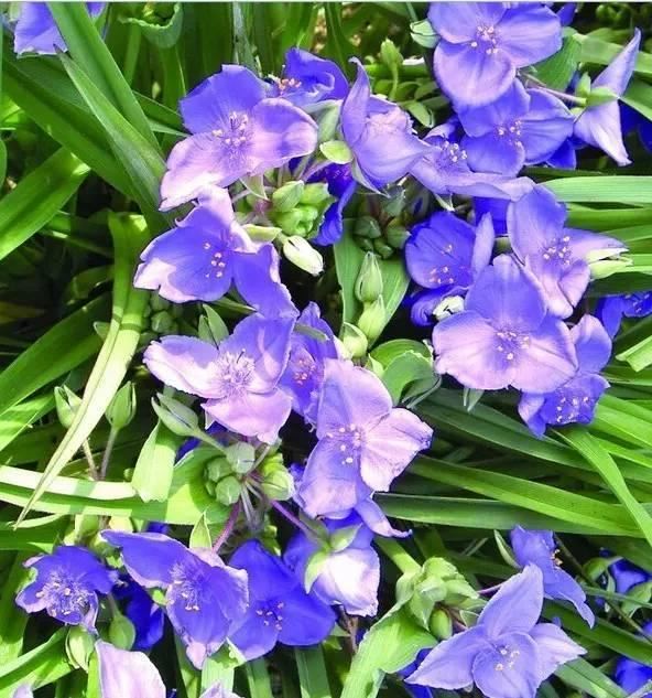 景观人植物记 | 花镜的植物选择，70种常见花镜汇总