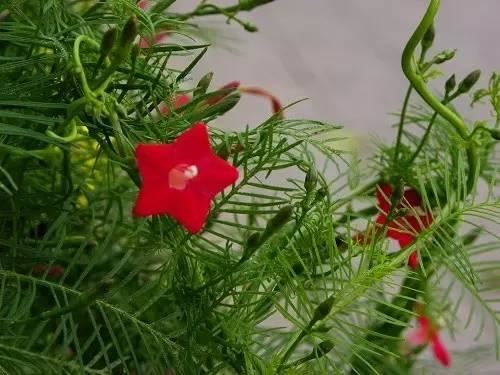 最会爬墙的26种植物，花墙、花窗、花海、花门简直完美