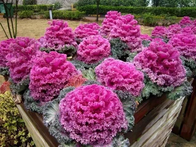 景观人植物记 | 花镜的植物选择，70种常见花镜汇总