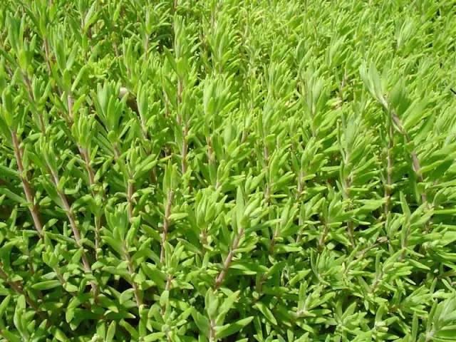 景观人植物记 | 花镜的植物选择，70种常见花镜汇总