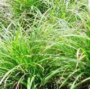 景观人植物记 | 花镜的植物选择，70种常见花镜汇总