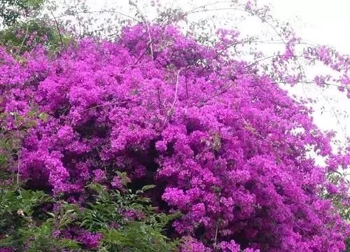最会爬墙的26种植物，花墙、花窗、花海、花门简直完美