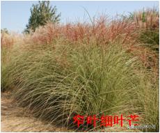 北方园林行业比较火的观赏草 | 高80-120厘米