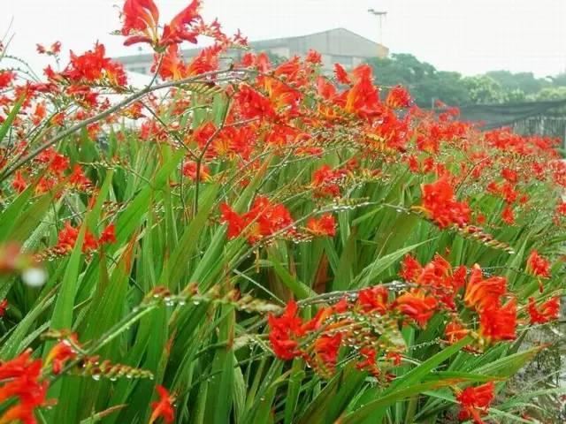 景观人植物记 | 花镜的植物选择，70种常见花镜汇总