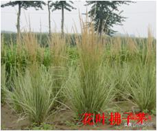 北方园林行业比较火的观赏草 | 高80-120厘米