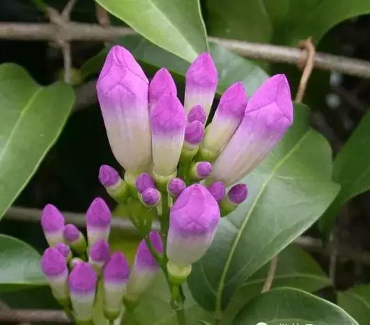 最会爬墙的26种植物，花墙、花窗、花海、花门简直完美