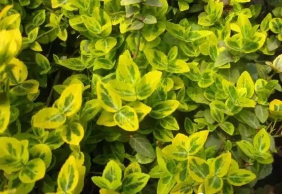 最会爬墙的26种植物，花墙、花窗、花海、花门简直完美
