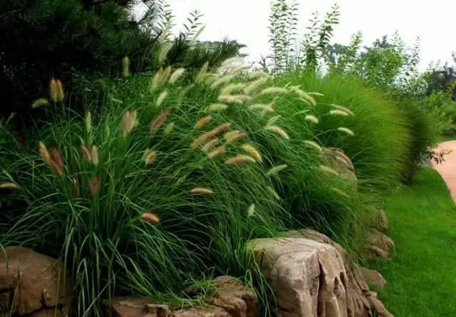 景观人植物记 | 花镜的植物选择，70种常见花镜汇总