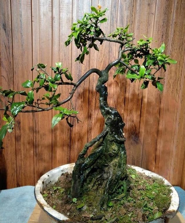 老花匠：只要能把“盆景树”养好，就算是烂陶瓷盆，看着也上档次