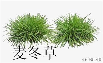 草坪常见品种——你认识几个？